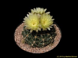 Gymnocalycium spec. 395 (2)